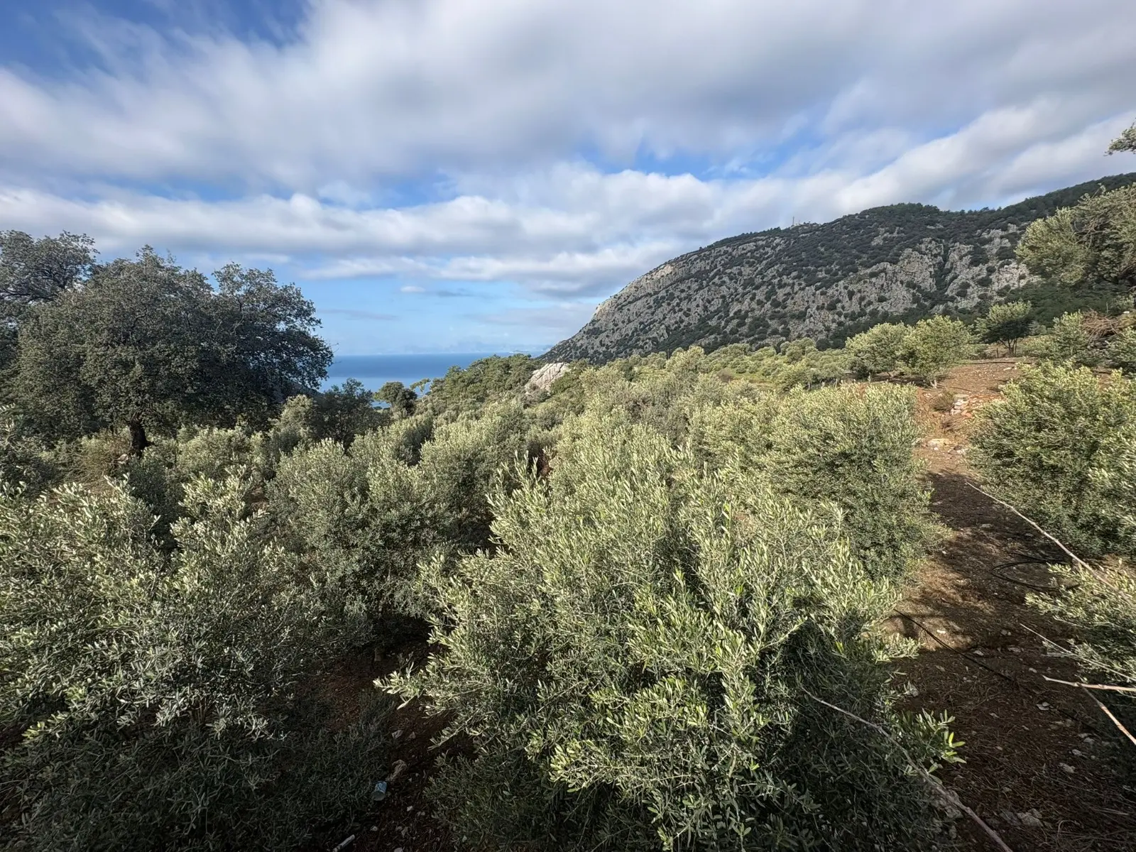 2 Bed 1 Bath Apart Gokbel381