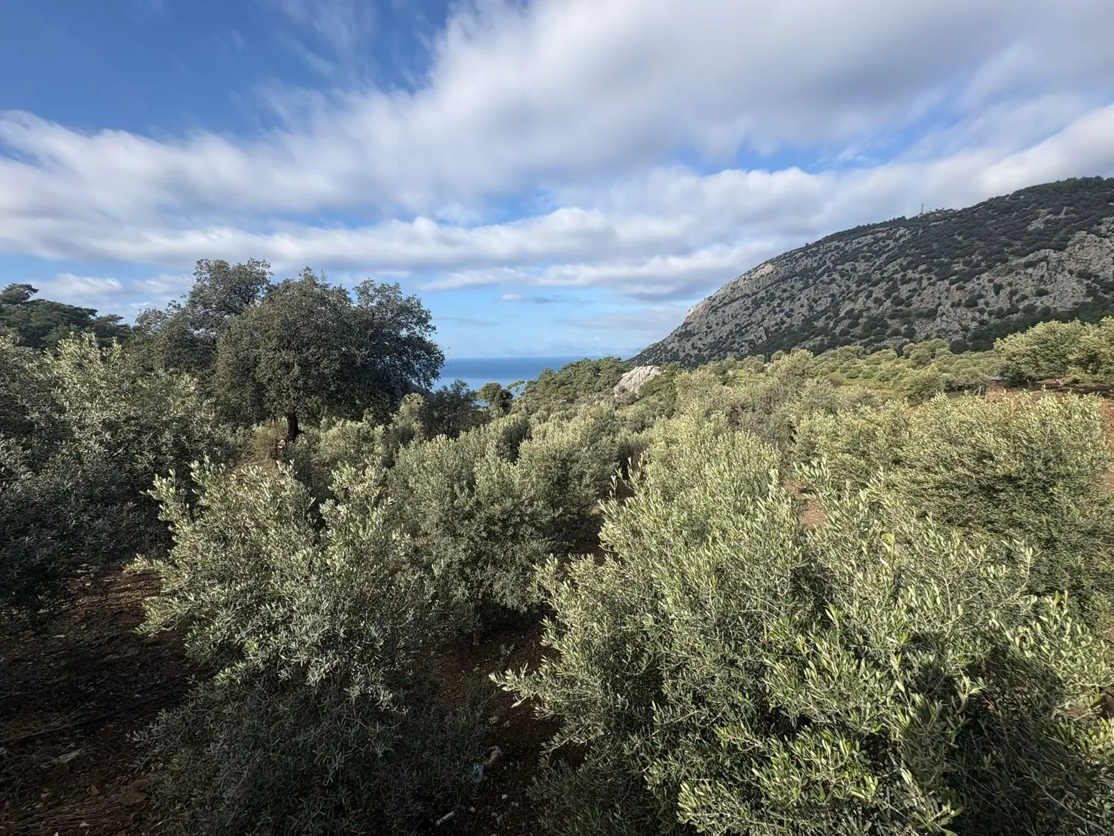 2 Bed 1 Bath Apart Gokbel421